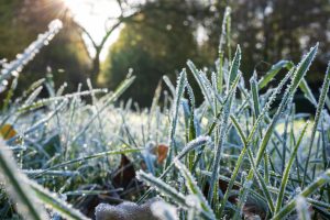 Winter Lawn Care Tips